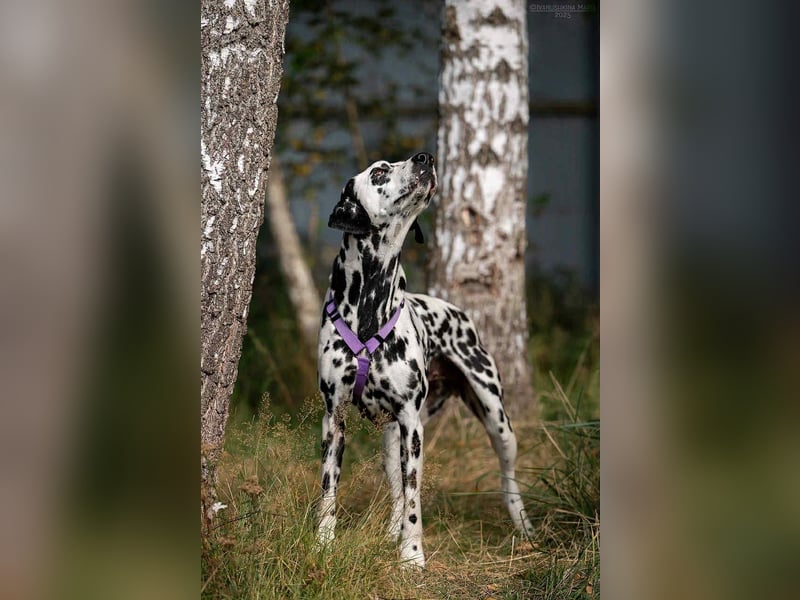 Freundliche Gloria sucht perfektes Zuhause