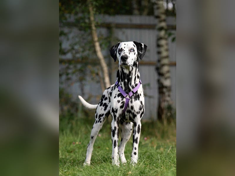 Freundliche Gloria sucht perfektes Zuhause