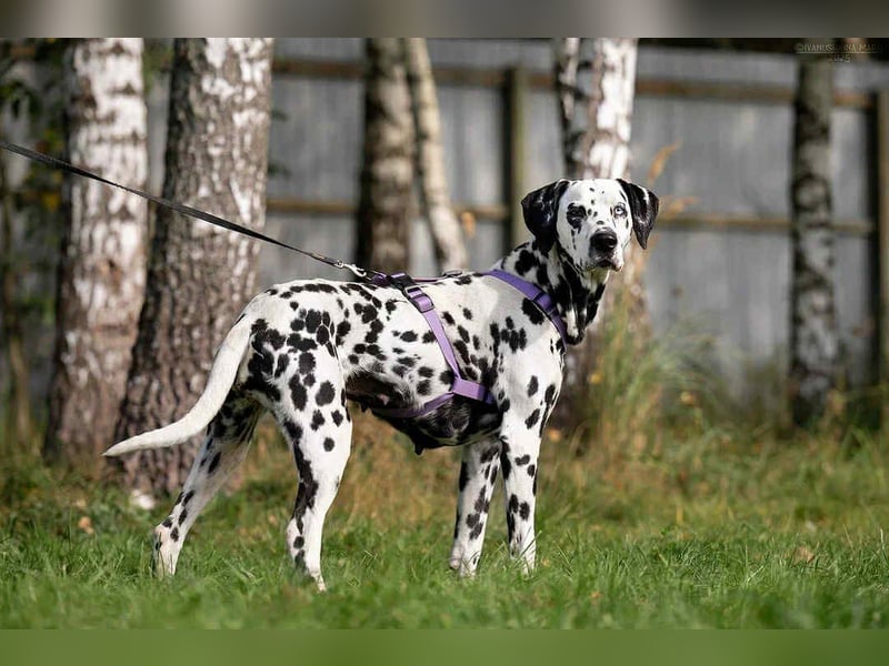 Hübsche Gloria sucht liebevolles Zuhause