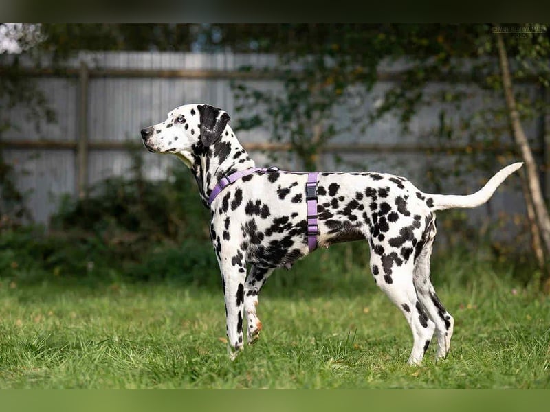 Hübsche Gloria sucht ihre Menschen