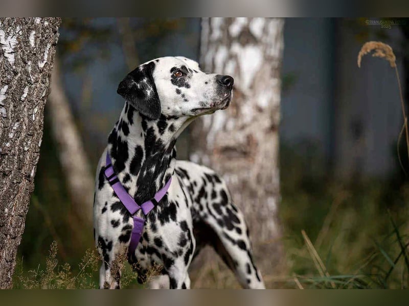 Aktives Zuhause für Gloria gesucht