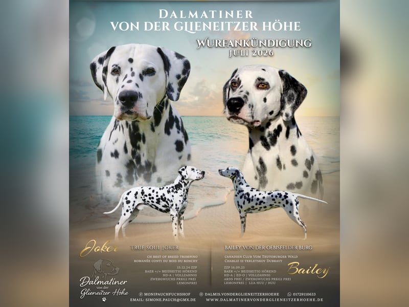 Welpen Dalmatiner von der Glieneitzer Höhe