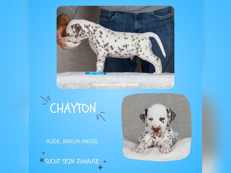 Palimpalis Chayton