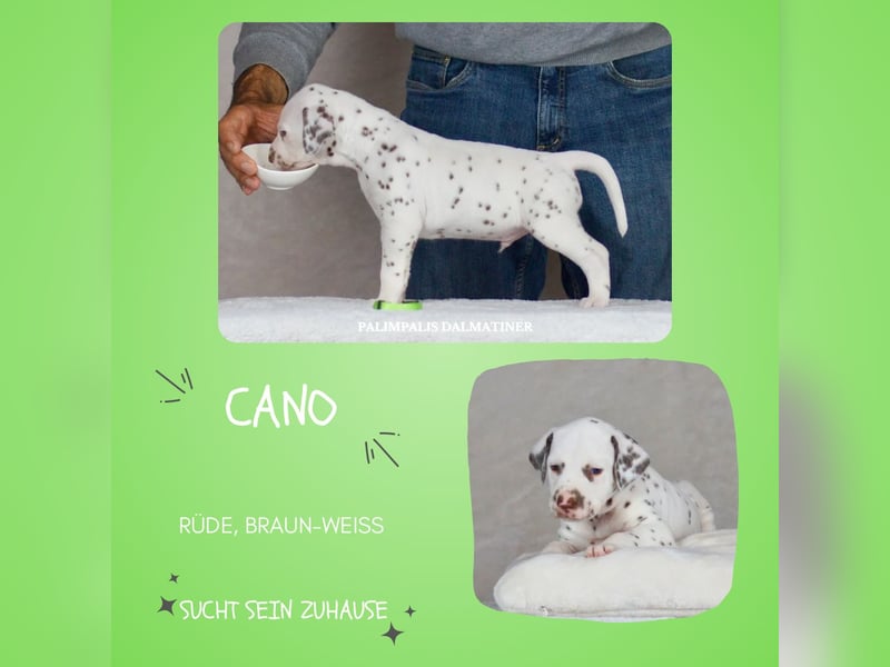 Palimpalis Cano