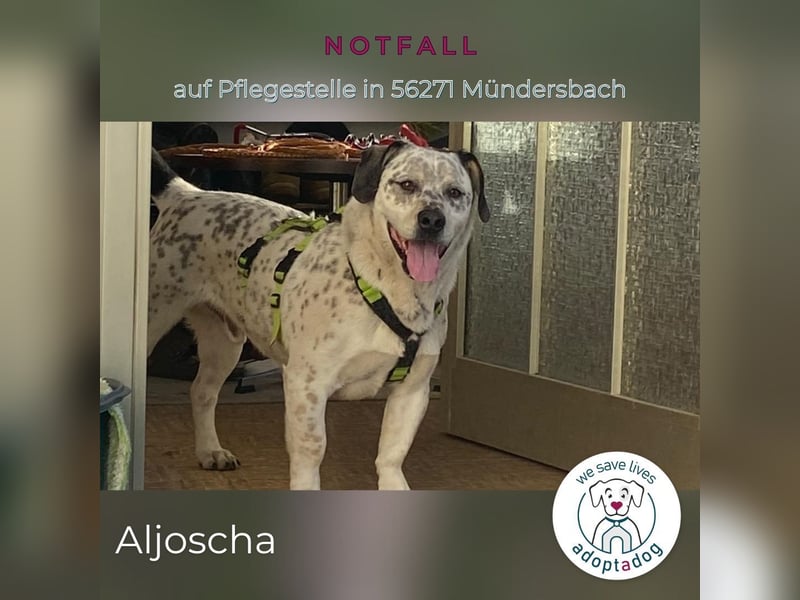 Aljoscha: beeindruckend und charismatisch (NOTFALL in D-56271)