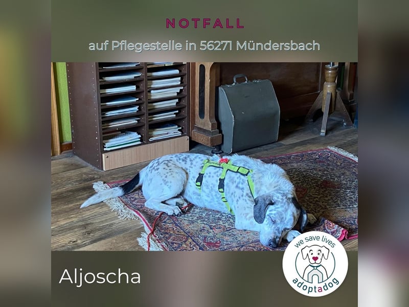 Aljoscha: beeindruckend und charismatisch (NOTFALL in D-56271)