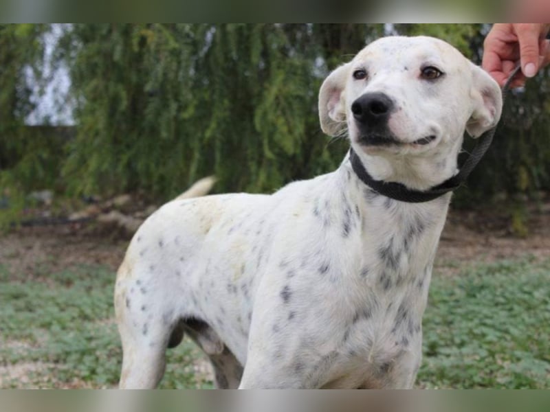 Lachender Dalmimix Cooper sucht Zuhause