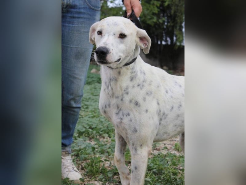 Lachender Dalmimix Cooper sucht Zuhause