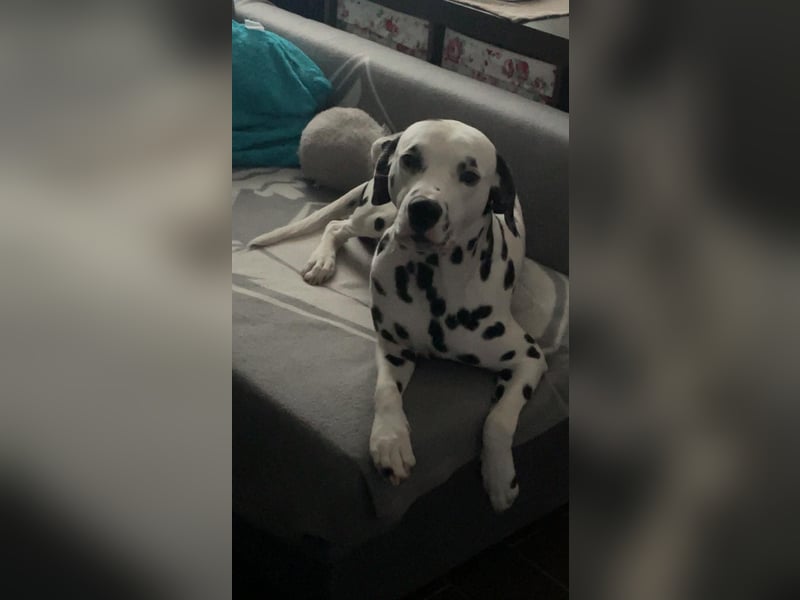 Dalmatiner Rüde 1,5 Jahre
