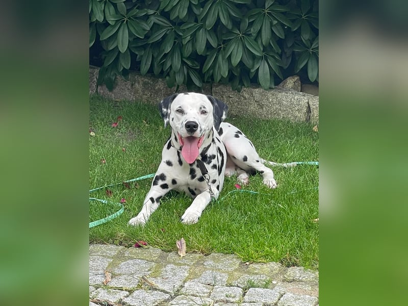 Dalmatiner Rüde 1,5 Jahre