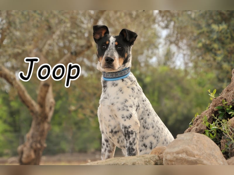 Sorgen Sie mit Joop für einen Tapetenwechsel?