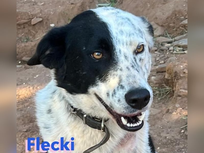 Flecki, 04/22 - Kumpeltyp sucht seine Menschen