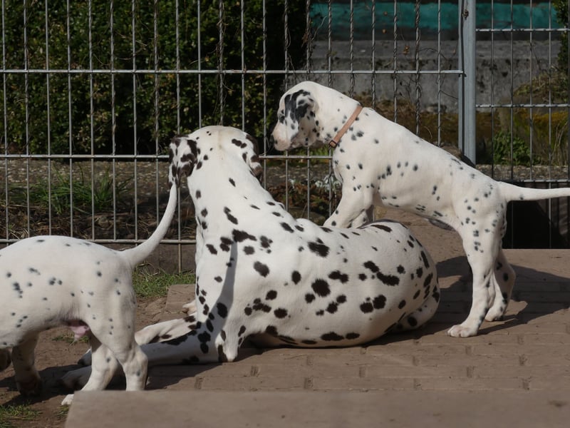 Dalmatiner Welpen, LUA, B-Wurf Palimpalis VDH