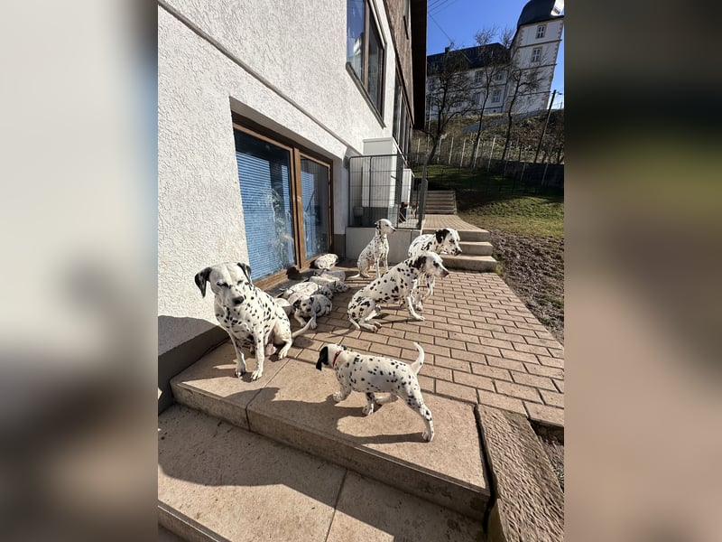 Dalmatiner Welpen, LUA, B-Wurf Palimpalis VDH
