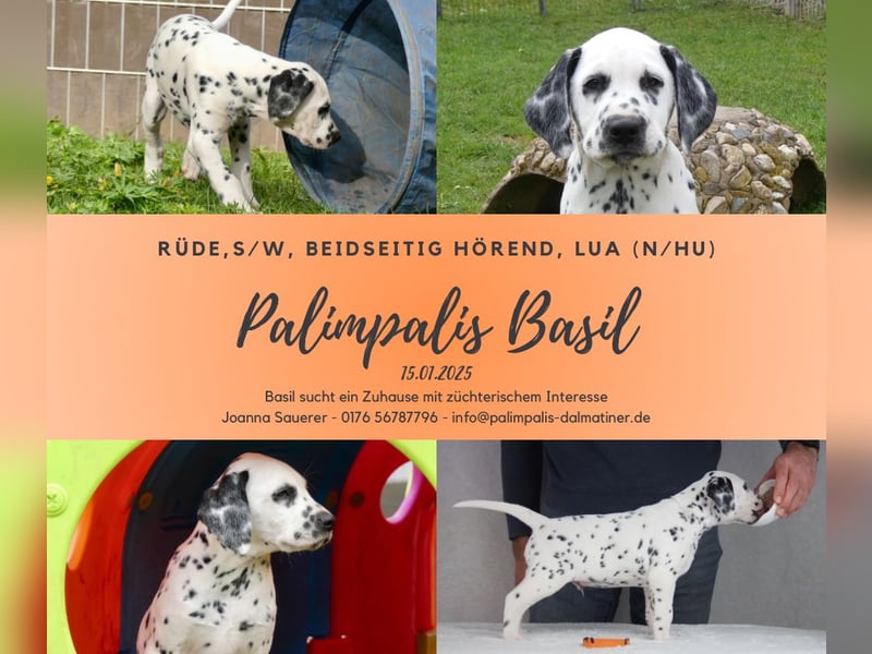 Dalmatiner Welpen, LUA, B-Wurf Palimpalis VDH