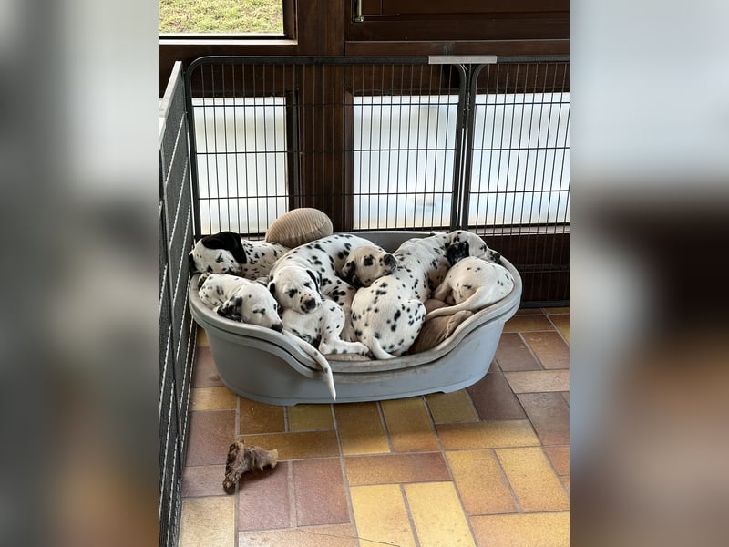 Dalmatiner Welpen, LUA, B-Wurf Palimpalis VDH