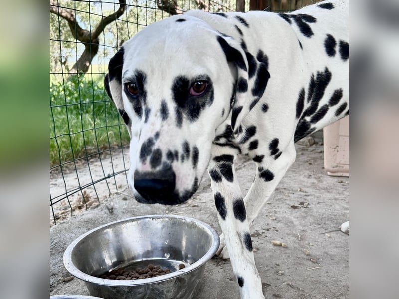 Snoopy - RESERVIERT - Herzenshund: verspielt u. fröhlich, trotz Handicap ein echter Sonnenschein