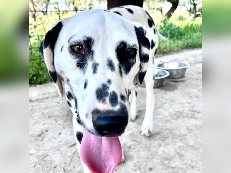 Snoopy - RESERVIERT - Herzenshund: verspielt u. fröhlich, trotz Handicap ein echter Sonnenschein