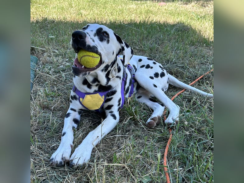 Snoopy - RESERVIERT - Herzenshund: verspielt u. fröhlich, trotz Handicap ein echter Sonnenschein