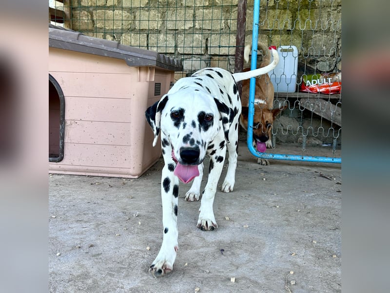 Snoopy - RESERVIERT - Herzenshund: verspielt u. fröhlich, trotz Handicap ein echter Sonnenschein