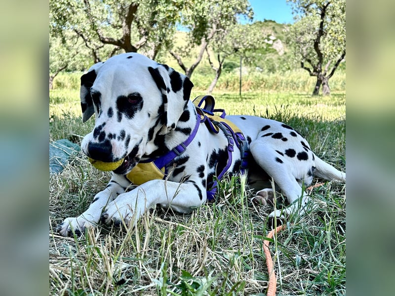 Snoopy - RESERVIERT - Herzenshund: verspielt u. fröhlich, trotz Handicap ein echter Sonnenschein
