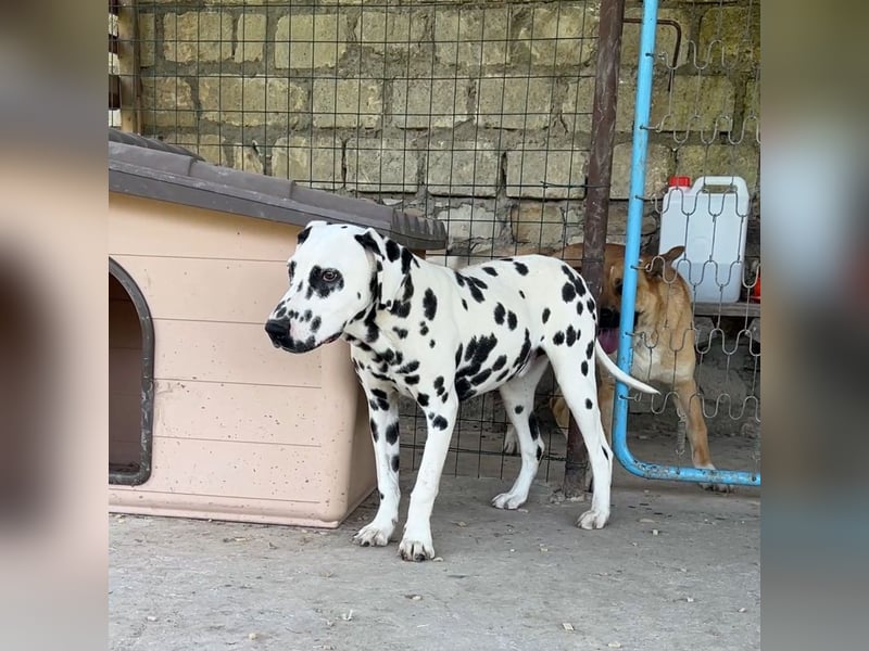 Snoopy - RESERVIERT - Herzenshund: verspielt u. fröhlich, trotz Handicap ein echter Sonnenschein