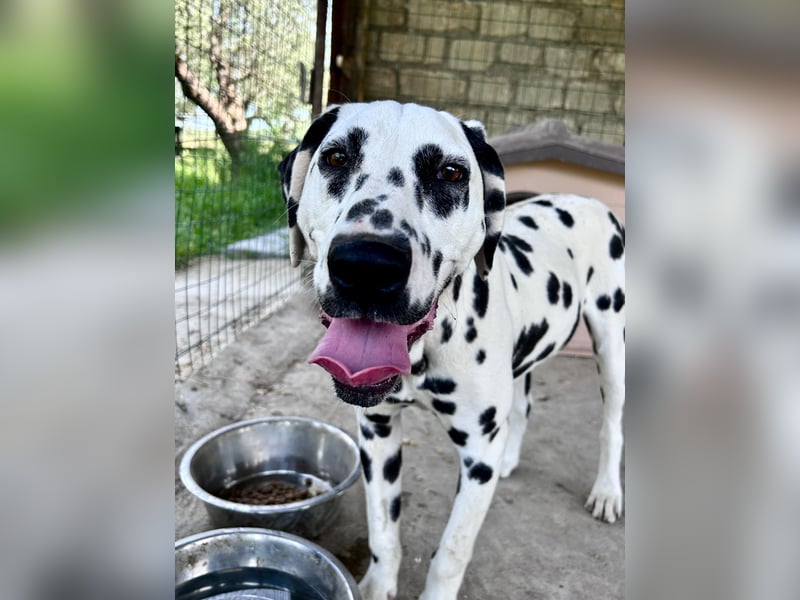 Snoopy - RESERVIERT - Herzenshund: verspielt u. fröhlich, trotz Handicap ein echter Sonnenschein