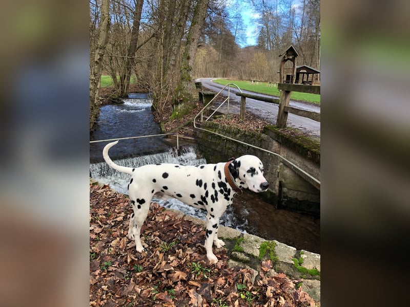 Dalmatiner Welpen