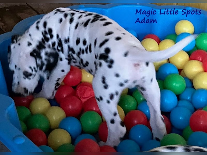 Magic Little Spots - tolle Dalmatinerwelpen aus verantwortungsvoller VDH Zucht