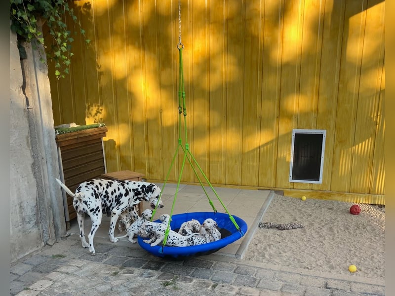 Magic Little Spots - tolle Dalmatinerwelpen aus verantwortungsvoller VDH Zucht