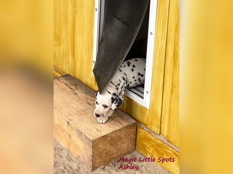 Magic Little Spots - tolle Dalmatinerwelpen aus verantwortungsvoller VDH Zucht