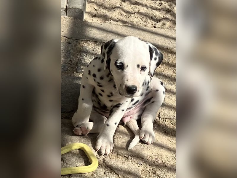 Magic Little Spots - tolle Dalmatinerwelpen aus verantwortungsvoller VDH Zucht