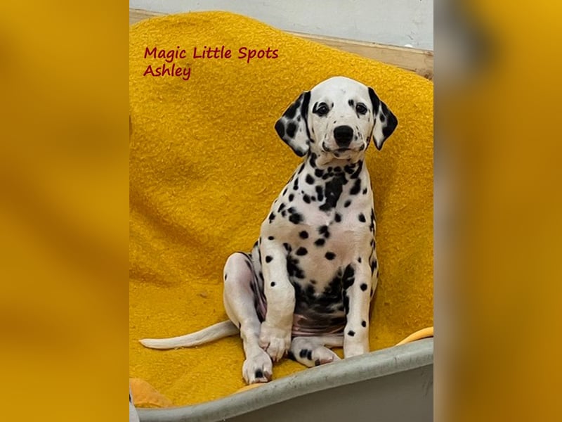 Magic Little Spots - tolle Dalmatinerwelpen aus verantwortungsvoller VDH Zucht