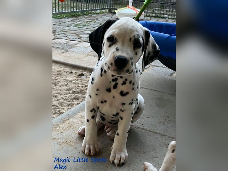 Magic Little Spots - tolle Dalmatinerwelpen aus verantwortungsvoller VDH Zucht