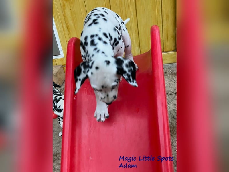 Magic Little Spots - tolle Dalmatinerwelpen aus verantwortungsvoller VDH Zucht