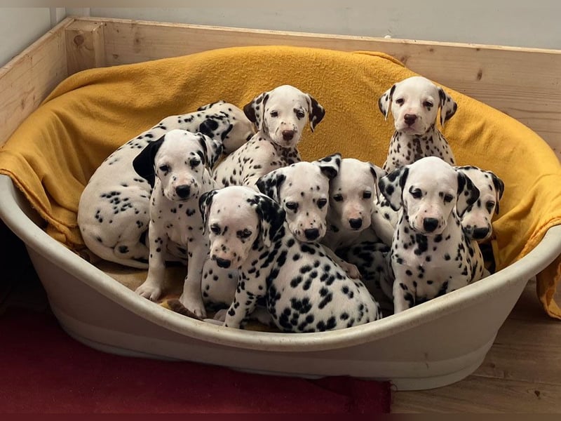 Magic Little Spots - tolle Dalmatinerwelpen aus verantwortungsvoller VDH Zucht