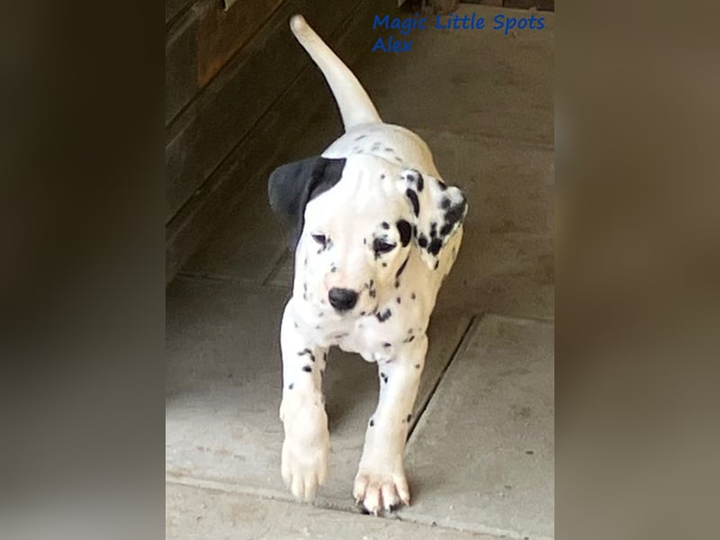 Magic Little Spots - tolle Dalmatinerwelpen aus verantwortungsvoller VDH Zucht