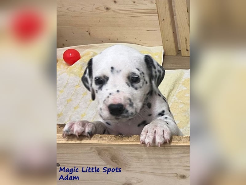 Magic Little Spots - tolle Dalmatinerwelpen aus verantwortungsvoller VDH Zucht