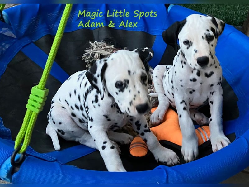 Magic Little Spots - tolle Dalmatinerwelpen aus verantwortungsvoller VDH Zucht