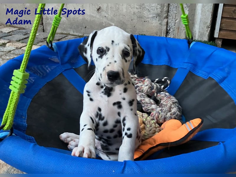 Magic Little Spots - tolle Dalmatinerwelpen aus verantwortungsvoller VDH Zucht