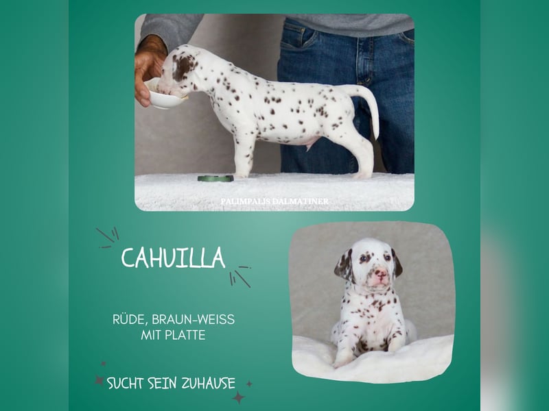 Palimpalis C-Wurf, 3 Rüden & 1 Hündin, alle braun-weiß