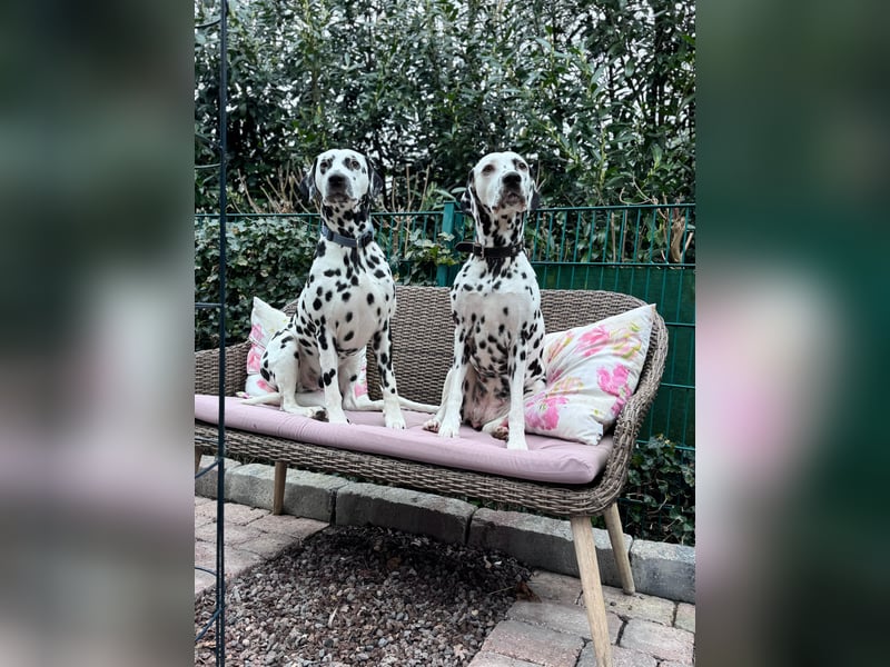 Dalmatiner Wurf April 2026, VDH/FCI