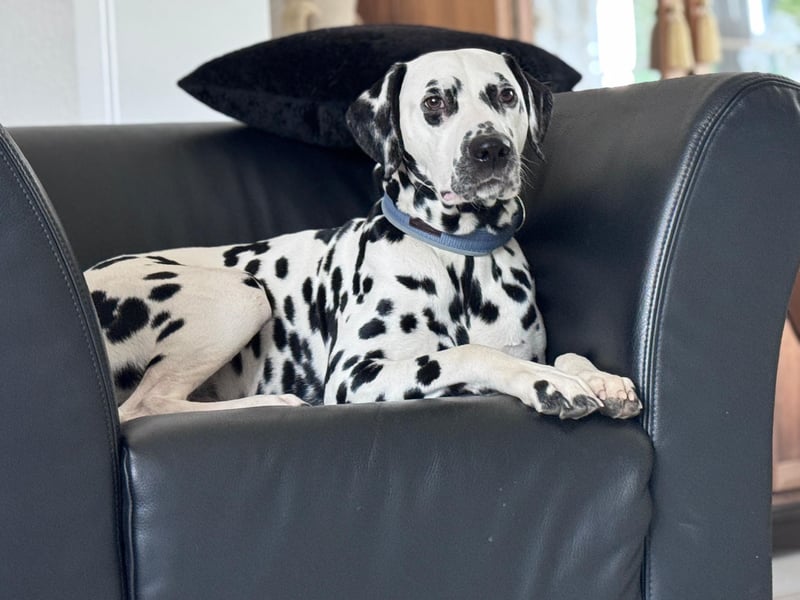 Dalmatiner Wurf April 2026, VDH/FCI