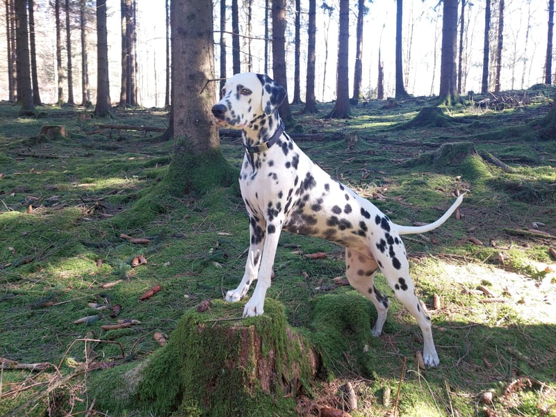 Dalmatiner Wurf April 2026, VDH/FCI