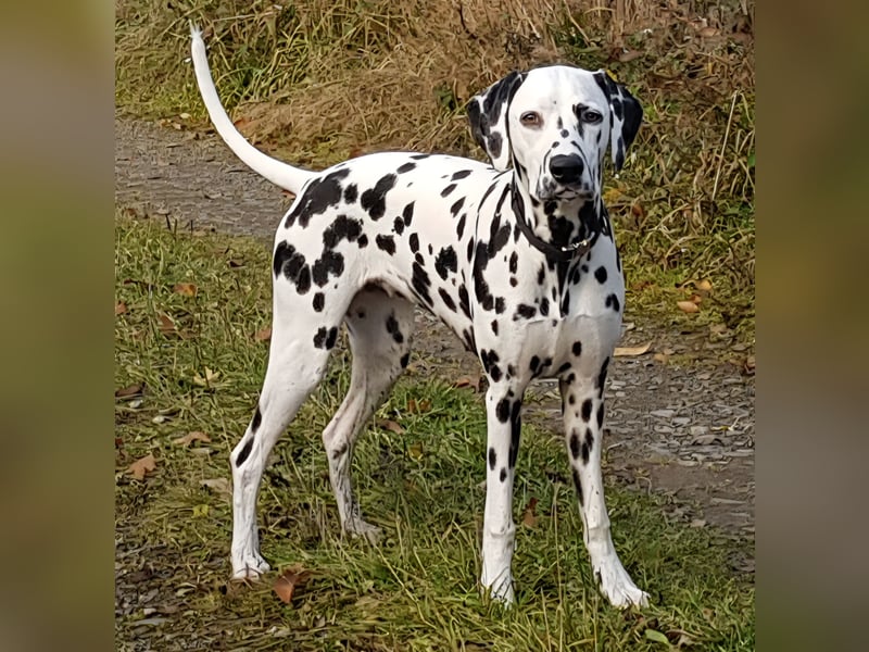 Dalmatiner Wurf April 2026, VDH/FCI