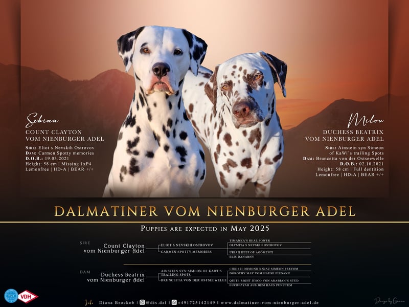 Milou und Sebian ❤️ VDH/FCI Dalmatiner Welpen Anfang Mai