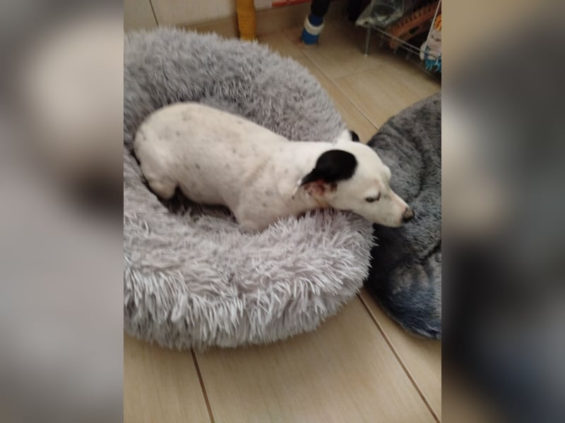 Dansk Svensk Gardhund