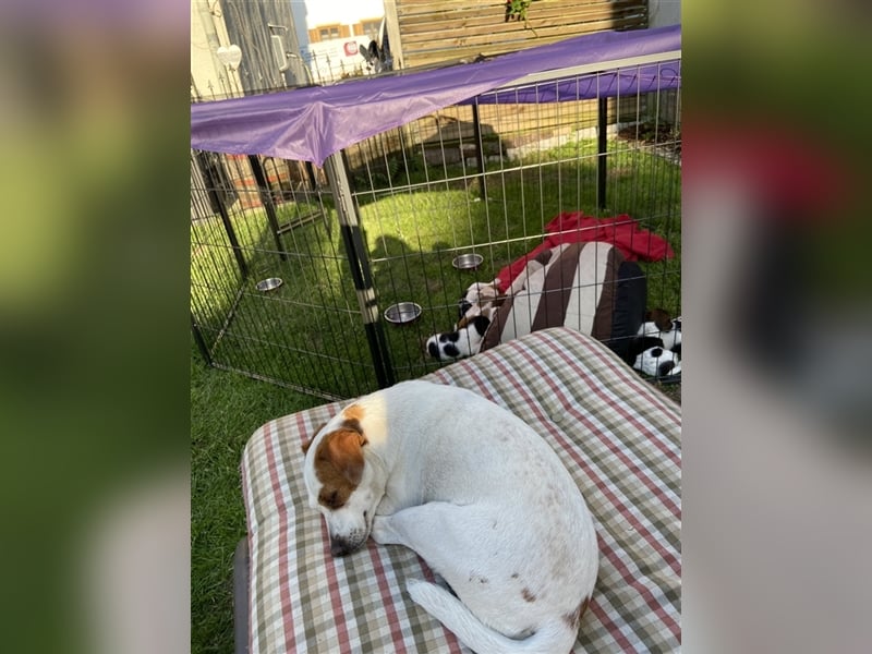 Dansky Prinzessin sucht Märchenschloss