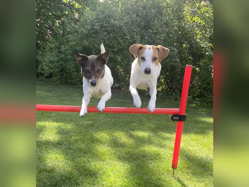 Unsere beiden Dänischen Hofhunde sind Eltern!