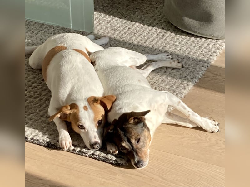 Unsere beiden Dänischen Hofhunde sind Eltern!